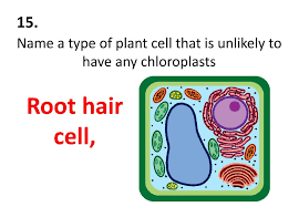 Chloroplast in the plant cell. Cell Biology Quiz 37 Questions Ppt Download