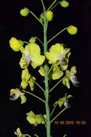 Image result for Caesalpinia decapetala