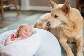 Guardian Angel On The Watch Pets Cute Guardian Angel