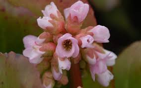 Wie man sie im garten richtig anpflanzt und was bei der pflege wichtig ist. Bergenia Hybride Baby Doll Kleine Bergenie
