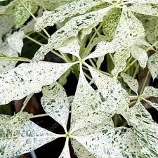 Image result for Pachira glabra