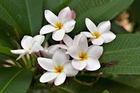 Make it easier to enjoy them by planting near a window or snipping them for floral arrangements. 15 Best Smelling Indoor Plants For A Divinely Fragrant Home Smart Garden Guide