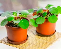 How to care for my chinese money plant. Pilea Peperomoides Care Chinese Money Plant My Little Jungle