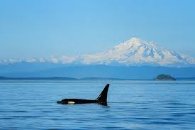 Spunky And Tenacious' Orca Fighting To Keep Up With Her Endangered Family  Was An Inspiration To Researchers