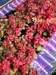 Image result for Ludwigia senegalensis