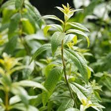 Image result for Aloysia citrodora