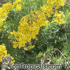 Image result for Senecio sp.no.1