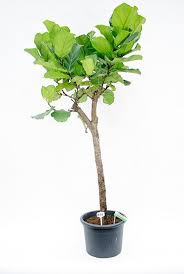 ficus lyrata tabaksboom ficus planten kamerplanten
