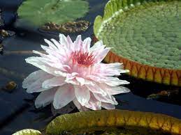 Victoria Cruziana Santa Cruz Water Lily Giant Water Lily Aquatic Plants Planting Flowers