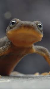 Image result for Craterostigma newtonii