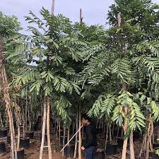 Image result for Khaya