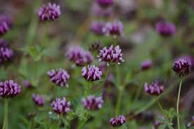 Image result for Trifolium masaiense