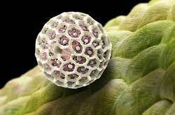 Tumblr Microscopic Images Microscopic Photography Scanning Electron Microscope