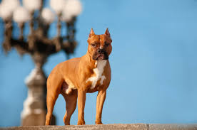 They may also be called bully, which is a the coat colors are red, fawn, white, blue, black, and brindle, as well as any of those colors staffordshire bull terriers are short, muscular and strong, with a body that is greater in length than. American Staffordshire Terrier Steckbrief Charakter Wesen Haltung