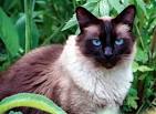 __ is known as the purebred long haired Siamese ...