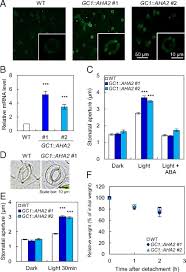 Guard cells contain chloroplasts and therefore carry out photosynthesis 1 in appropriate light intensity. Overexpression Of Plasma Membrane H Atpase In Guard Cells Promotes Light Induced Stomatal Opening And Enhances Plant Growth Pnas