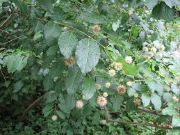 Image result for Aeollanthus subintegrus