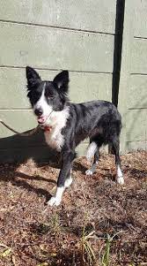 Adoption Of Border Collies Border Collie Rescue Cape Town
