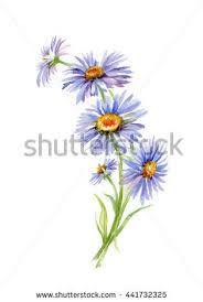 September Aster Watercolor Aster Tattoo Watercolor Tattoo Flower Birth Flower Tattoos