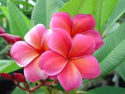 Pin On Plumeria Wishlist