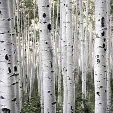Birch Trees In Colorado White Birch Aspen Colorado Birch Tree Mural Birch Tree Art White Birch Trees