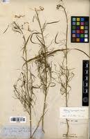 Image result for Cleome angustifolia