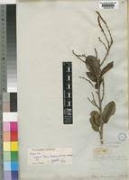 Image result for Shirakiopsis elliptica