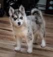 Pomsky Prices - Katiebrooke Kennels Pomsky Specialists