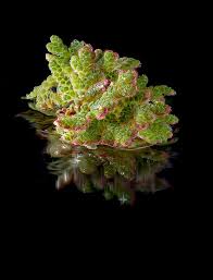 Image result for Azolla filiculoides