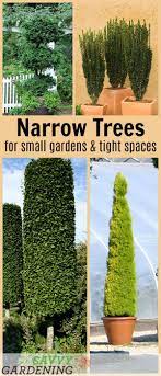 10 Beautiful Narrow Trees For Small Gardens And Tight Spaces Small Trees For Garden Small Gardens Narrow Trees