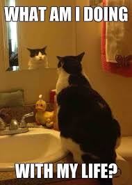 Self Reflection Cute Animals Funny Animal Pictures Crazy Cats