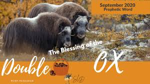 The ox is the second sign in the chinese zodiac and this year is the year of the ox. September 2020 Prophetic Word Double Ox Susan L Davis