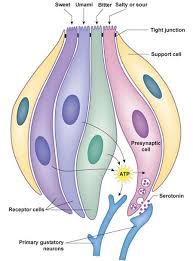 Read the descriptions, then label the tongue below. They Have The Gene But Blood Is Not Sweet Nectar To The Vampire Bat Naturalis Historia