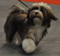 Our family dog has astounded us by giving birth to 7 puppies and has taken to mother hood of such a brood extremely well. Colors Colours In Havanese Havaneser Farben Info Chocolate Brown Colour Color Schokolade Farbe Havaneser Havanese Puppies Havanese Dogs Havanese