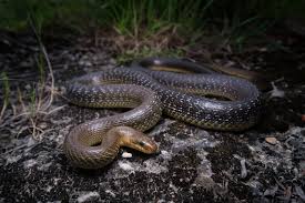 Image result for Aeschynomene nyikensis