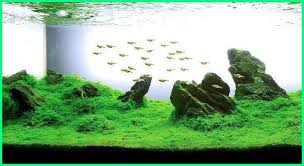 7 Jenis Gaya Aquascape Dari Berbagai Negara Dunia Fauna Hewan Binatang Tumbuhan Dunia Fauna Hewan Binatang Tumbuhan
