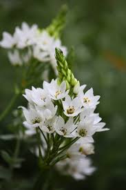 Image result for Ornithogalum