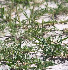 Image result for Tragus berteronianus