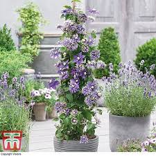 Mulches also help retain soil moisture and maintain even soil temperatures. Clematis Taiga Clematis Florida Taiga Old Man S Beard Hardy Shrub Exotic Show Stopping Climber Ideal For Walls 1 Fences And Trellises Easy To Grow And Maintain 7cm Pot By Thompson And Morgan