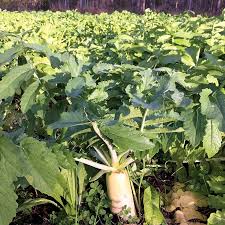 Image result for Brassica