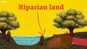 What Is Riparian Land Bbc What S New Youtube