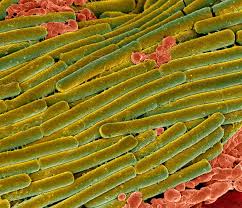 Image result for Clostridioides difficile