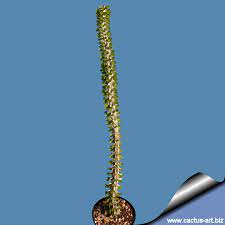 It has hanging branches that are green and flat about 3ft tall. Alluaudia Procera