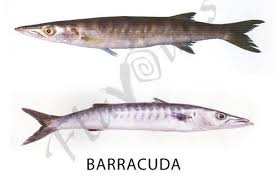 Confused Over Fish Names The Treasure House Of Recipes Flavours Barracuda Fish In 2020 Fish How To Cook Fish Over Fish