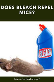 Does Bleach Repel Mice Getting Rid Of Mice Mice Infestation Rat Infestation