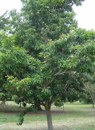 Sapodilla fruit heute bestellen, versandkostenfrei. Breiapfelbaum Wikipedia
