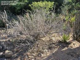 Image result for Sterculia rogersii