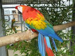 Image result for baby macaw parrot for sale