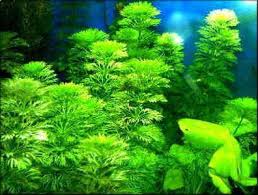 Image result for Limnophila
