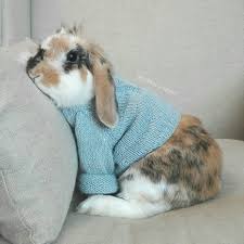 Cute Rabbit Clothing In 2020 Cute Baby Bunnies Cute Baby Animals Cute Funny Animals
